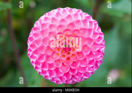 Chengdu, Chengdu, Chine. 5Th Mar, 2018. Chengdu, Chine-Mars 2018 : Dahlia fleurs dans fleur pleine à Chengdu, dans le sud-ouest de la province chinoise du Sichuan. Crédit : SIPA Asie/ZUMA/Alamy Fil Live News Banque D'Images