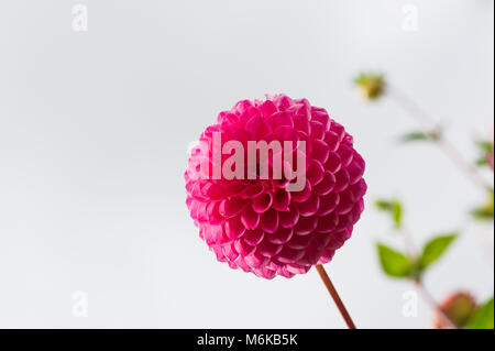 Chengdu, Chengdu, Chine. 5Th Mar, 2018. Chengdu, Chine-Mars 2018 : Dahlia fleurs dans fleur pleine à Chengdu, dans le sud-ouest de la province chinoise du Sichuan. Crédit : SIPA Asie/ZUMA/Alamy Fil Live News Banque D'Images