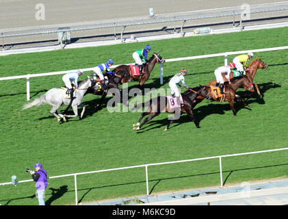 Arcadia, CA, USA. 5Th Mar, 2018. L'arrière du peloton après avoir traversé le fil à Santa Anita Race Track, Arcadia, Californie, USA, le 4 mars 2018.Image Crédit cr Scott Mitchell/ZUMA Press Crédit : Scott Mitchell/ZUMA/Alamy Fil Live News Banque D'Images