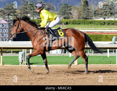 Arcadia, CA, USA. 5Th Mar, 2018. Cheval de course - ce qu'un flirt et son jockey QUINONEZ retour à l'étable à la fin de la 7e course à Santa Anita Race Track, Arcadia, Californie, USA, le 4 mars 2018.Image Crédit cr Scott Mitchell/ZUMA Press Crédit : Scott Mitchell/ZUMA/Alamy Fil Live News Banque D'Images