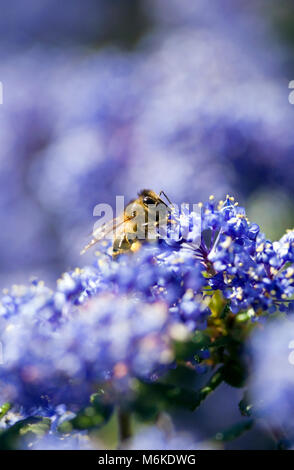 L'abeille européenne (Apis mellifera) se nourrissant de lilas californien (Ceanothus) fleurs, Stourbridge, Angleterre Banque D'Images