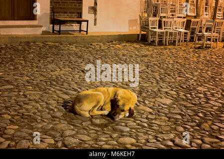 Chien errant dort sur cobblesstone street avec de nombreuses chaises en bois à l'arrière-plan dans l'île de Cunda Alibey (). Banque D'Images