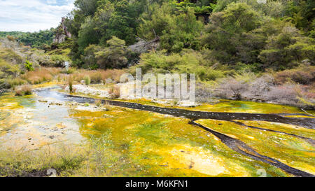 La vallée volcanique de Waimangu Algues colorées, Rotorua, Nouvelle-Zélande Banque D'Images