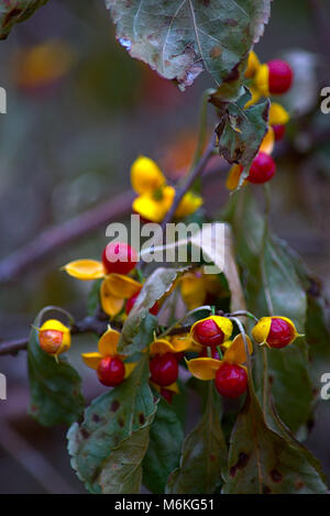 Red berry avec pédales jaune plante amère appel Banque D'Images