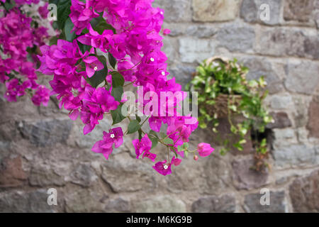 Vue rapprochée de bougainvillées rose / violet avec mur de pierre background Banque D'Images