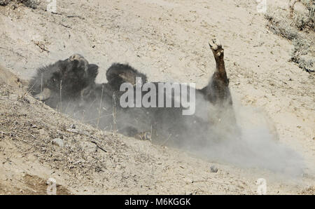Le bison se vautrer dans la boue sèche. Le bison se vautrer près de Lamar River Canyon ; Banque D'Images