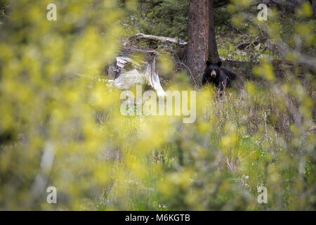 L'ours noir, Slough Creek. Ours noir près de Slough Creek ; Banque D'Images