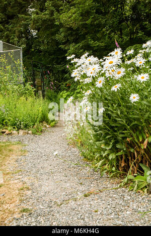 De plus en plus de fleurs de camomille, près de l'entrée d'un jardin communautaire. Banque D'Images