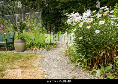 Fleurs de camomille et d'autres herbes de plus en plus près de l'entrée d'un jardin communautaire. Banque D'Images