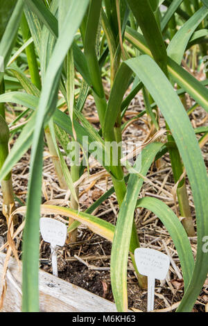 Montana Zemo et de l'Oregon l'ail bleu plantes poussant dans un jardin, entouré de lit utilisé pour le paillage de paille Banque D'Images