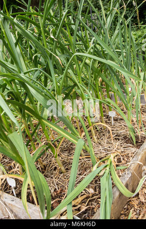 Montana Zemo et de l'Oregon l'ail bleu plantes poussant dans un jardin, entouré de lit utilisé pour le paillage de paille Banque D'Images