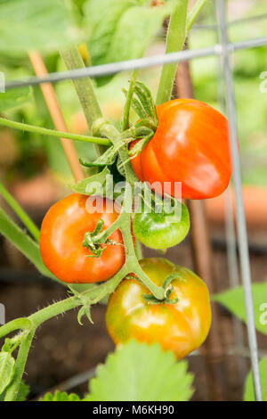 Stupice Heirloom tomato plante poussant dans une cage. Banque D'Images