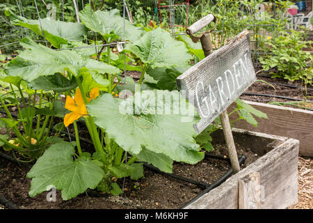 Squash plante avec fleurs. Banque D'Images