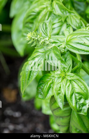 Les plantes de basilic à partir de la vis dans un jardin d'herbes aromatiques Banque D'Images