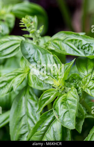 Les plantes de basilic à partir de la vis dans un jardin d'herbes aromatiques Banque D'Images