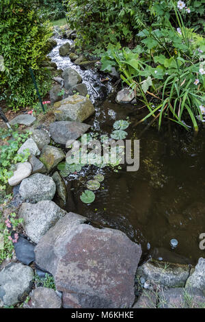 Issaquah, Washington, USA. Petit étang qui est une pièce d'eau dans une cour. Il s'écoule vers le bas dans un autre bassin peu profond par un ruisseau. Les fleurs roses sont Ja Banque D'Images