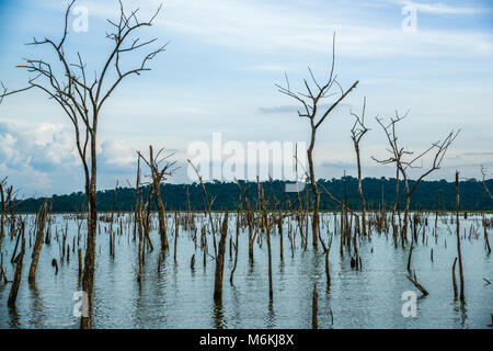 Arbres morts dans swamp avec réflexion en forêt de Thaïlande Banque D'Images