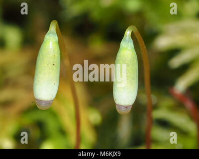 Les sporophytes Moss macro shot Banque D'Images
