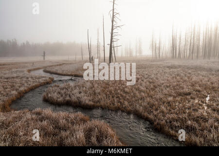 Matin brumeux à Tangled Creek. Banque D'Images