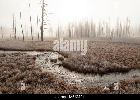 Matin brumeux à Tangled Creek (2). Banque D'Images