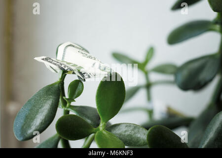 Petit avion d'un article de loi du dollar sur un arbre vert . money concept Banque D'Images