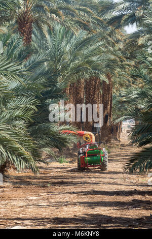 Plantation de Phoenix dactylifera, communément connu sous le nom de date ou date palmiers dans Arava et désert du Néguev, en Israël, la pollinisation manuelle fonctionne, la culture Banque D'Images