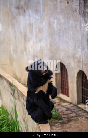 Grand ours noir est assis sur ses pattes arrière sur barrière contre mur en pierre avec des fenêtres grillagées en fer au zoo en Asie Banque D'Images