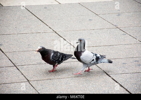 Oiseaux Pigeon la marche et trouver de la nourriture sur le sol en Allemagne Banque D'Images