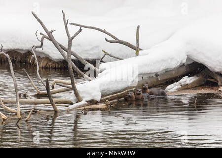 La loutre de rivière famille sur la rivière Gibbon. Banque D'Images