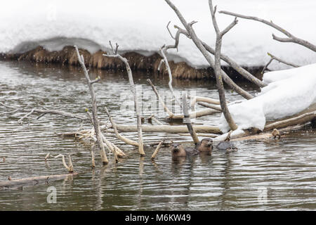 La loutre de rivière famille sur la rivière Gibbon (4). Banque D'Images