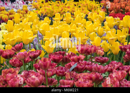 Tulipes fleurs botanique espèces dans un jardin en fleurs Banque D'Images