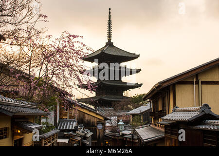 Belles fleurs de cerisier sakura au coucher du soleil au cours de l'hanami dans Sanctuaire Yasaka-no-de pagode, Kyoto, Japon Banque D'Images