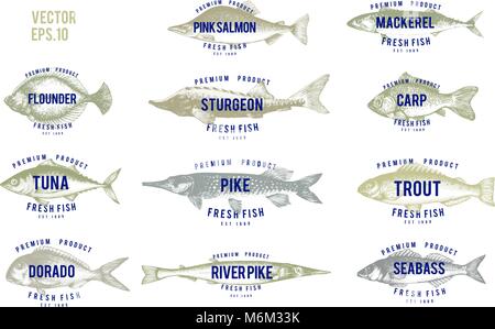 Illustrations de poissons dessinés à la main avec des noms de style vintage sur fond blanc. Logo Vector Modèles. Les étiquettes peuvent être utiliser pour les poissons menu restaurant Illustration de Vecteur