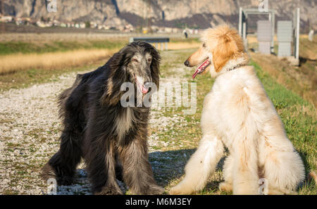 Deux lévriers afghans. Portrait.Le Lévrier Afghan est un chien qui se distingue par son épaisse robe soyeuse, fine, .La race a été élevage sélectif pour son u Banque D'Images