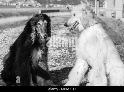 Deux lévriers afghans. Portrait.Le Lévrier Afghan est un chien qui se distingue par son épaisse robe soyeuse, fine, .La race a été élevage sélectif pour son u Banque D'Images