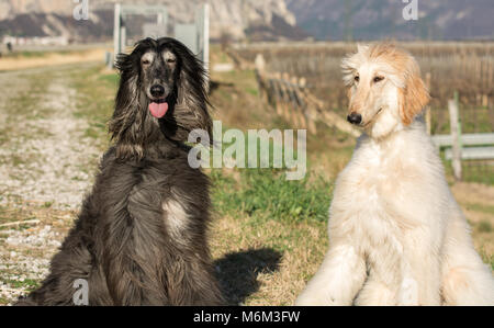 Deux lévriers afghans. Portrait.Le Lévrier Afghan est un chien qui se distingue par son épaisse robe soyeuse, fine, .La race a été élevage sélectif pour son u Banque D'Images