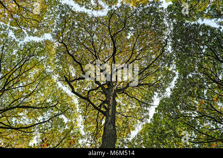 Vu du dessous de la canopée d'arbres Banque D'Images