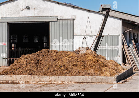 Fumier de vache qui sera utilisé pour féconder. Recueillis dans des conteneurs spéciaux. Banque D'Images