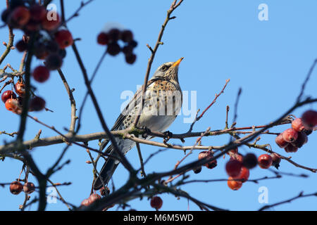 Perché sur fieldfare adultes Branche de pommier en plein soleil contre un ciel bleu. Généralement sur les terres agricoles, les oiseaux viennent au jardin intérieur Banque D'Images