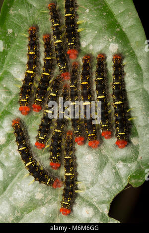 Chenilles photographié à la nuit dans la jungle du Suriname, de l'Amérique du Sud, près de la réserve naturelle de Raleighvallen Coppename river Banque D'Images