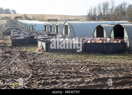 Unités de porcs jeunes porcs dans les stylos et les étables métalliques de grande taille. Orford, Suffolk, Angleterre, RU Banque D'Images