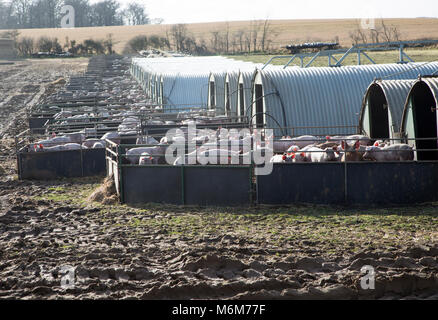 Unités de porcs jeunes porcs dans les stylos et les étables métalliques de grande taille. Orford, Suffolk, Angleterre, RU Banque D'Images