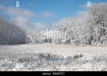Arbres couverts de neige, queues de chat, d'herbes et d'un lac en hiver au Michigan Banque D'Images