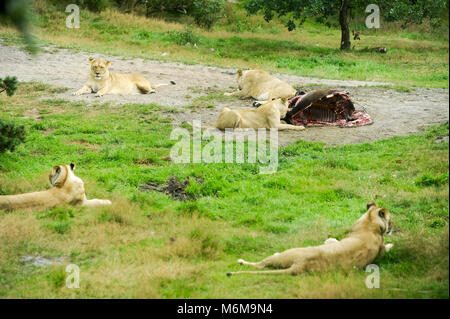 Lion (Panthera leo) dans le Zoo de Givskud Givskud en, au Danemark. Le 8 août 2015, est un zoo et Safari Park a ouvert en 1969 comme Løveparken (Parc du Lion) qu'avec Banque D'Images