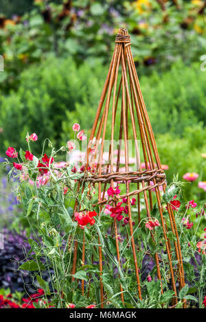 Haricots communs Phaseolus vulgaris poussant sur des plantes de soutien en osier jardin de permaculture haricots juillet fleurs plantes grimpantes jardin d'été plante grimpante Banque D'Images