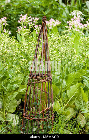 Haricot commun, Phaseolus vulgaris croissant sur support en osier pour les plantes dans le potager Banque D'Images