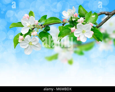 La direction générale d'Apple au printemps avec des fleurs. Fleurs de pommier détail sur fond de ciel bleu brillant, avec chemin de détourage, élément de design d'angle Banque D'Images