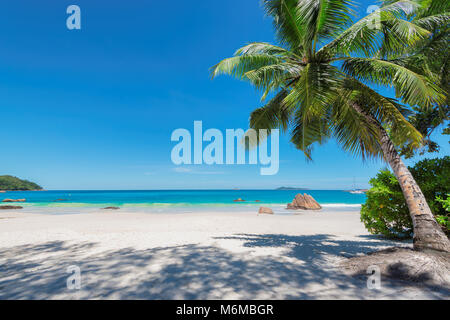 Palmier sur la plage de Anse Lazio, Praslin Island, Seychelles. Banque D'Images