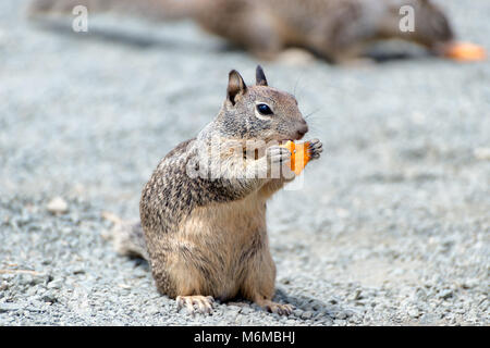 L'Écureuil gris de l'arachide dans l'alimentation de la côte de Californie, Big Sur. Banque D'Images