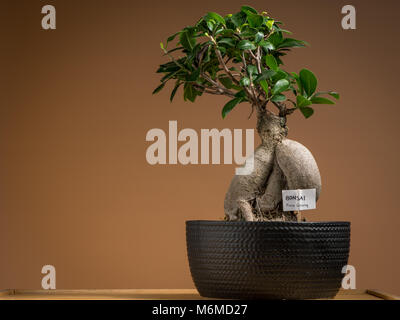 Un petit bonsaï ficus (Ficus ginseng) plantés dans un pot noir Banque D'Images